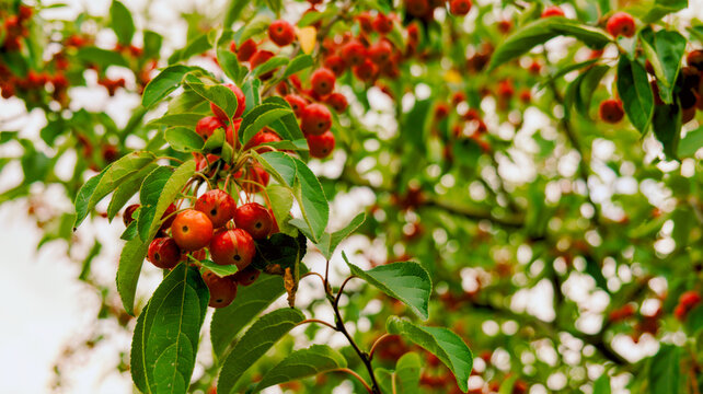 Red berries growing on a branch