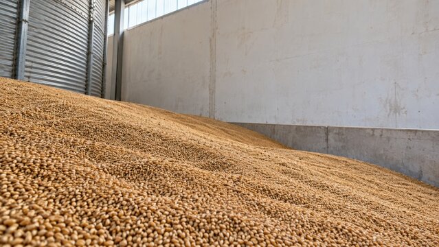 Bulk wheat storage in grain warehouse with copy space