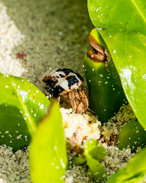 hermit crab on the sand