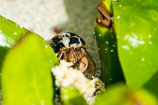 hermit crab on the sand
