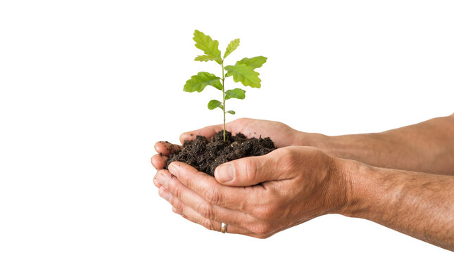 Green sapling held in hands with fertile soil, young tree seedling plant growth concept, environmental care and sustainability on white background
