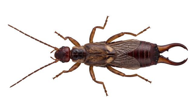 Detailed top view of a common brown earwig insect (Dermaptera) featuring distinctive rear pincers and long antennae, isolated on a transparent background for easy biological design placement.