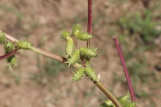 Cocklebur (Xanthium strumarium) plant, developing green spiny burrs (fruits) or seedheads 