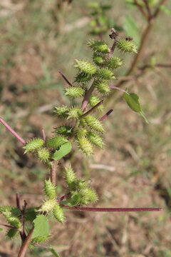 Cocklebur (Xanthium strumarium) plant, developing green spiny burrs (fruits) or seedheads 