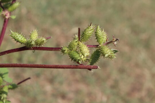 Cocklebur (Xanthium strumarium) plant, developing green spiny burrs (fruits) or seedheads 