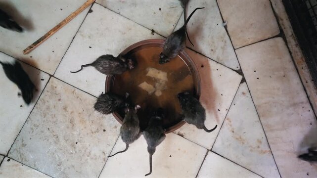 Cinematic top-down overhead static shot of multiple sacred rats gathered in a circle drinking from a clay bowl on the marble floor inside Karni Mata Temple in Rajasthan, India.