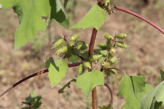 Cocklebur (Xanthium strumarium) plant, developing green spiny burrs (fruits) or seedheads 