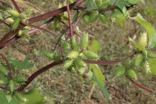 Cocklebur (Xanthium strumarium) plant, developing green spiny burrs (fruits) or seedheads 