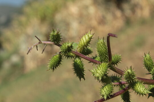 Cocklebur (Xanthium strumarium) plant, developing green spiny burrs (fruits) or seedheads 