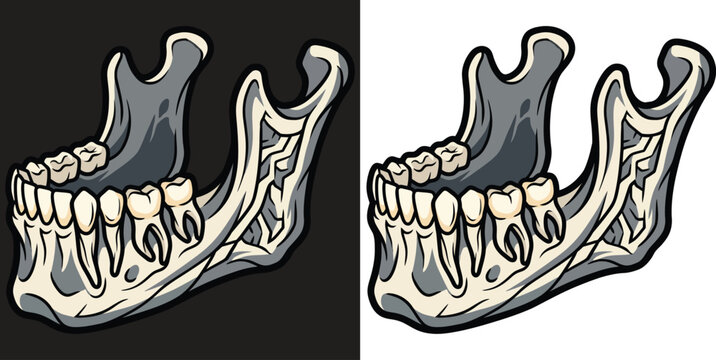 Stylized Human Skeleton Jaw with Teeth Flat Vector Illustration