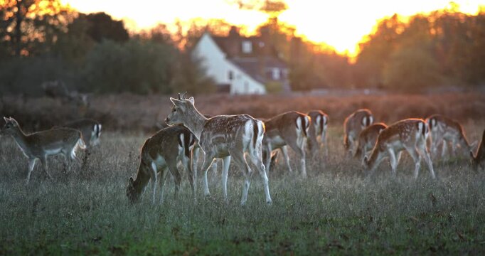 Deer herd, including does and fawns, grazing peacefully in a wild meadow at sunset, creating a serene wildlife scene with warm golden light illuminating the countryside
