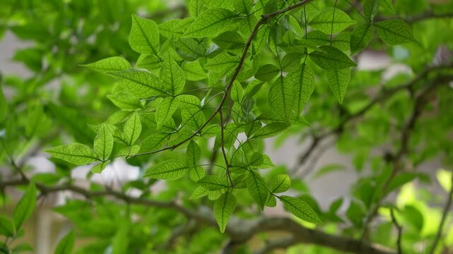Leaves from the bael tree are used in Hindu worship.