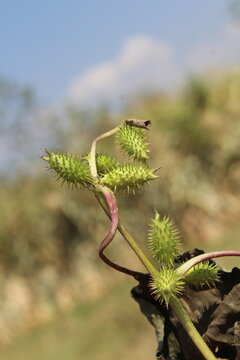 Cocklebur (Xanthium strumarium) plant, developing green spiny burrs (fruits) or seedheads 