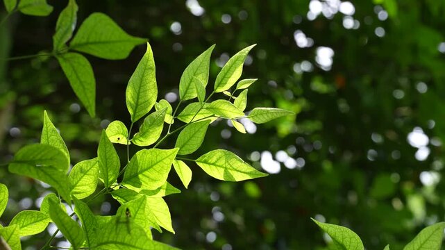 Leaves from the bael tree are used in Hindu worship.
