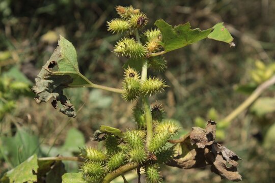 Cocklebur (Xanthium strumarium) plant, developing green spiny burrs (fruits) or seedheads 