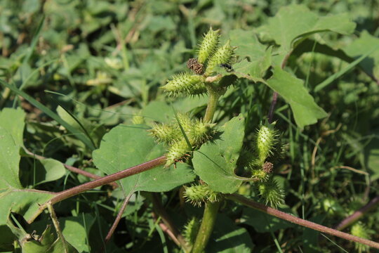 Cocklebur (Xanthium strumarium) plant, developing green spiny burrs (fruits) or seedheads 