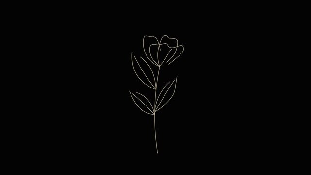 Continuous line art golden flower animation on black background, minimal luxury botanical line drawing for wedding invitation, beauty, and luxury branding