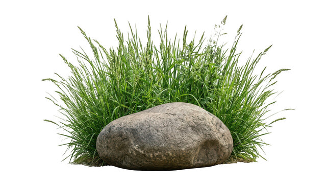 Isolated large natural garden boulder nestled in a lush clump of vibrant green meadow grass transparent background