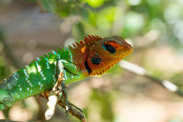 A vibrant green garden lizard shows sharp selective focus on its detailed eye, highlighted by striking orange and turquoise facial scales. © anuu