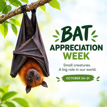 Flying Fox Bat for Bat Appreciation Week &ndash; October 24&ndash;31