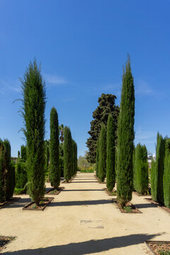 Long pathway stretching through a formal garden lined with tall, slender cypress trees under a clear blue sky on a bright sunny day, creating an inviting natural landscape