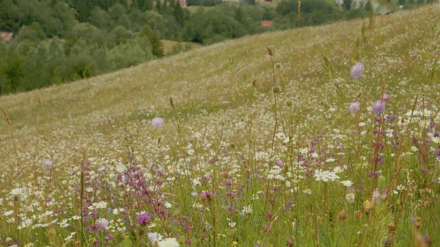 The video shows flowers growing on a mountain slope. Bright colors fill the landscape under clear blue skies. Nature is alive with various plants through the warm sunlight.