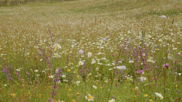 Bright flowers cover the mountain landscape. The camera shows a wide view of the field filled with many types of flowers in different colors.