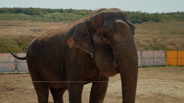 An elephant is in a field on a warm day. It moves its trunk and interacts with the area. The surroundings are open and have some green hills in the background.