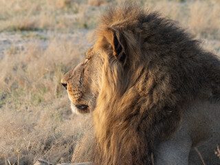 male lion portrait © Dave The Mariner