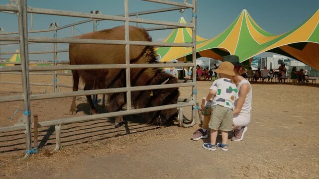 A woman and her child are at the zoo. They are feeding a bison that is close to the enclosure. People are sitting under a tent in the background.