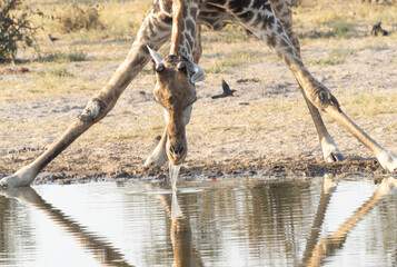 giraffe drinking water © Dave The Mariner