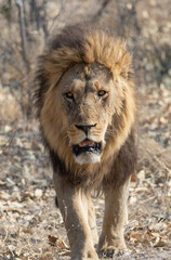 Male Lion © Dave The Mariner
