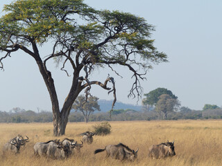 herd of wildebeest © Dave The Mariner