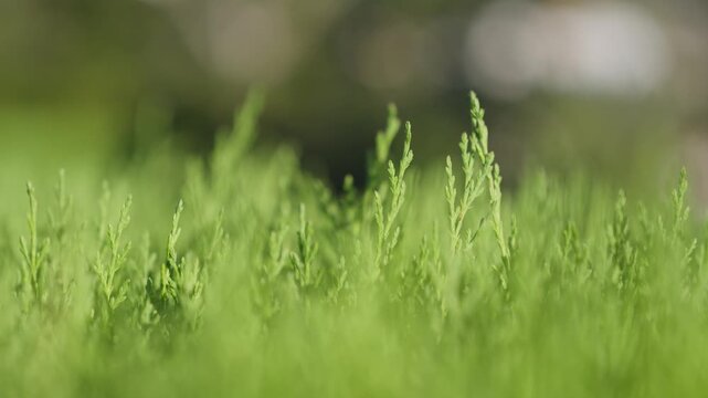 Green grass stems filmed at ground level in a garden, with soft light and blurred plants behind.