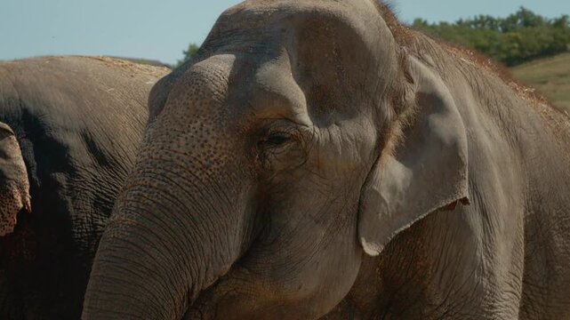 An elephant moves around its area at a wildlife park during the afternoon. It uses its trunk to touch objects and inspect the ground with curiosity.