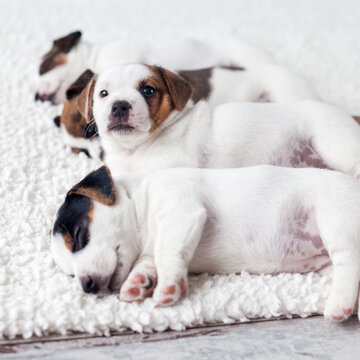 Three young puppies rest together on soft white blanket, one alert and looking toward camera. Relaxed litter nestles close, showing curious eyes and colorful markings in cozy indoor setting.