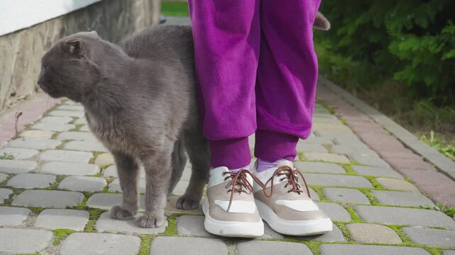 Fluffy grey cat rubbing against child's legs outdoors, Grumpy looking grey cat standing next to a kid in purple sweatpants