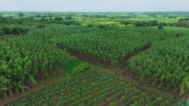 A widening drone view reveals blocks of eucalyptus trees, cultivated rows and a paved road across a green rural landscape.