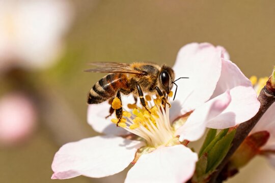 Honeybee collecting pollen from a pink flower in bloom