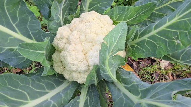 Ripe cauliflower head in a garden bed close-up
