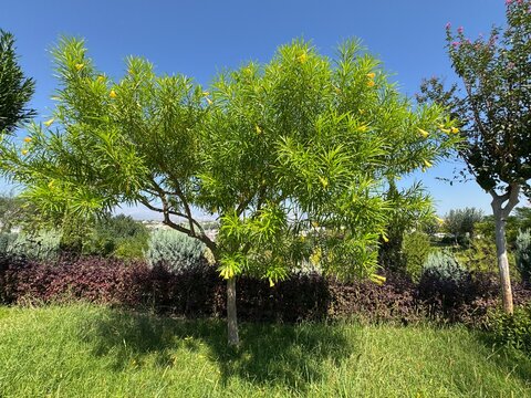 Cascabela thevetia, commonly known as yellow oleander, featuring bright yellow trumpet-shaped flowers amidst lush green linear foliage against a vivid blue sky.