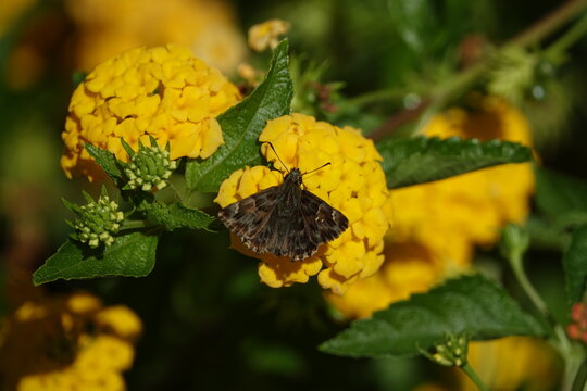 the mallow skipper butterfly (Carcharodus alcea)
