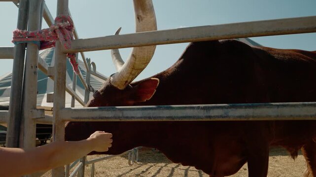 A woman gently strokes the large horns of a watusi cow. This happens at the zoo during a sunny day. People can observe the interaction closely.