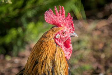 Tight close up profile portrait of a domestic rooster head with a red comb © Nikola