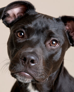 Black dog with soft brown eyes and white muzzle. Ears perked, head tilted, looking directly at viewer. Whiskers and nose detailed against neutral background. Warm, gentle gaze suggests calm curiosity