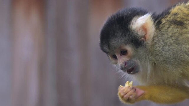 Black Capped Squirrel Monkey (Saimiri boliviensis -  C and S America) eating corn in slow motion. Captive, UK [Slow motion x4]