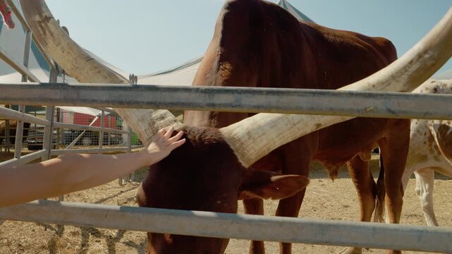 A woman gently touches the horns of a watusi cow. This happens at a zoo on a sunny day while visitors look at the animals.
