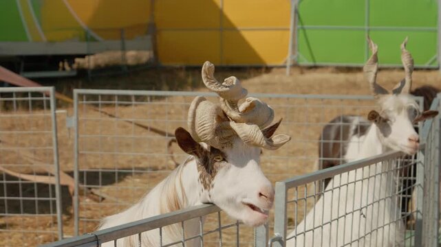 A Girgentana goat is seen in its enclosure at the zoo. It moves around and interacts with its surroundings while visitors look on.