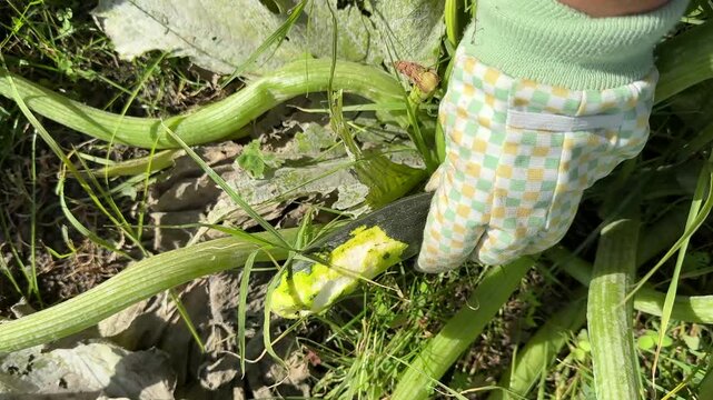 A pair of hands wearing checkered gardening gloves gently holds a dark zucchini squash amidst lush green foliage and soil debris, suggesting gardening work outdoors