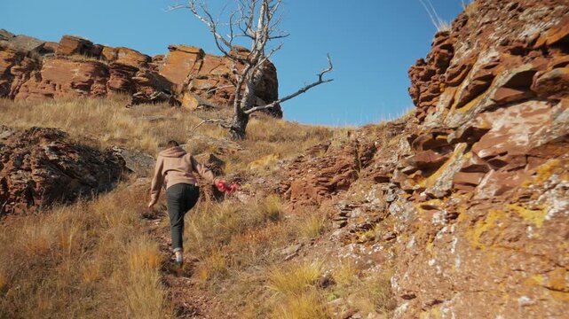 A woman hikes up a steep hill among red Devonian sandstone rocks and yellow autumn grass in Khakassia. Her dog runs ahead towards a lonely bare tree, waiting for her.